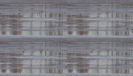 浙江杭州富春江钱塘江江边滩涂候鸟水鸟空镜高清在线视频素材下载