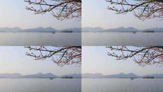 杭州春天清晨西湖白堤桃花樱花游船唯美空镜高清在线视频素材下载