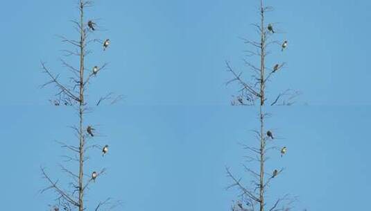 枝头三只鸟实拍镜头高清在线视频素材下载