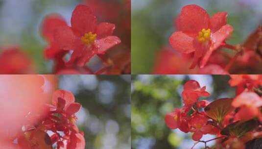 红艳的四季海棠花01   4k 50p高清在线视频素材下载