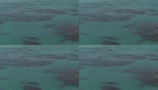 海藻赤潮高清在线视频素材下载