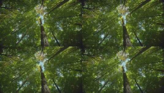实拍夏天仰拍茂密高大的树林高清在线视频素材下载