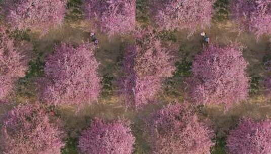 上海辰山植物园赏樱季樱花盛开高清在线视频素材下载
