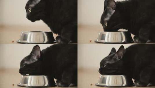 饥饿的黑猫在家里吃金属碗的食物的特写高清在线视频素材下载