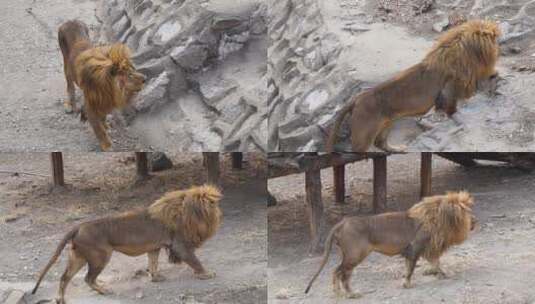 狮子来回走动动物园狮子高清在线视频素材下载