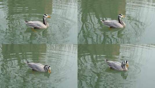 鸭子在水面漂浮斑头雁高清在线视频素材下载