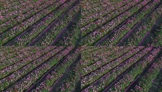 三亚博后村在风中摇曳的粉红玫瑰花田高清在线视频素材下载