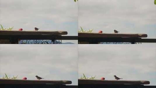 福建漳州居民住户阳台上吃米的鸟高清在线视频素材下载