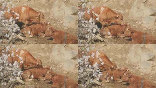 樱花下的黄牛高清在线视频素材下载