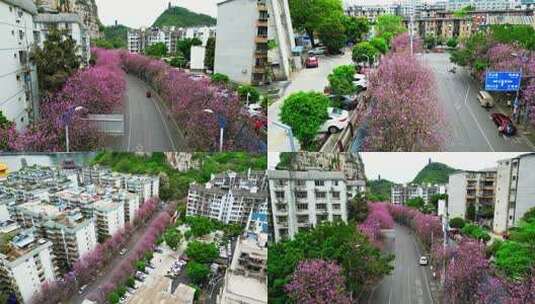 柳州春季紫荆花2023年多镜头水南路高清在线视频素材下载