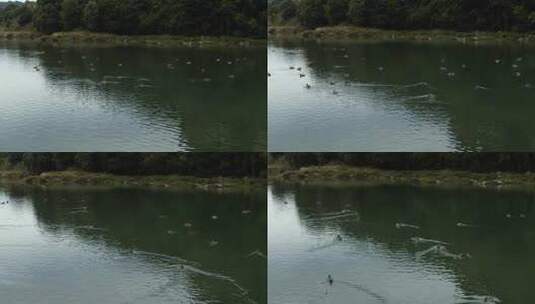 水中鸭子游泳高清在线视频素材下载