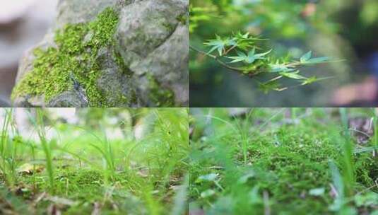 0029 苔藓石头上的苔藓春暖花开高清在线视频素材下载