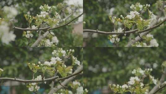 梨花 桃花花草特写高清在线视频素材下载