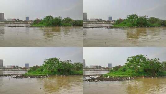 航拍福建漳州九龙江江心岛白鹭栖息地高清在线视频素材下载