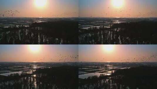 群鸟飞翔7（夕阳归巢）高清在线视频素材下载