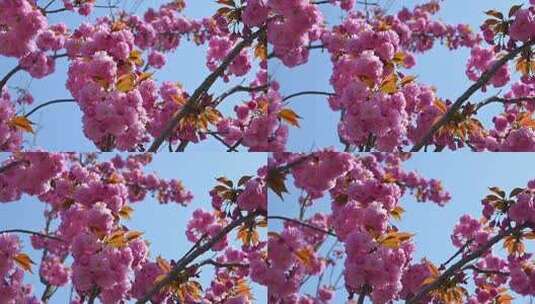 春天盛开的粉红樱花晚樱和蓝色的天空慢镜头高清在线视频素材下载