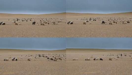 西藏旅游风光高原牧区羊群高清在线视频素材下载