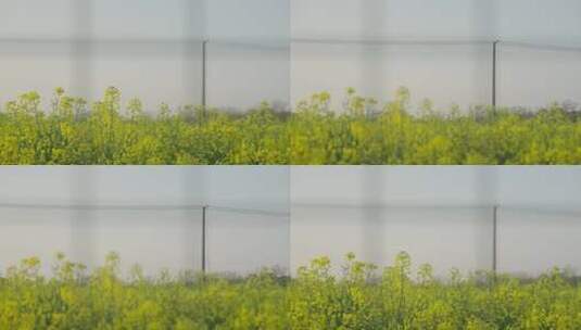 油菜花盛开的田野高清在线视频素材下载