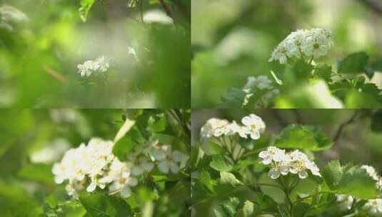 花开在四月  人间四月天高清在线视频素材下载