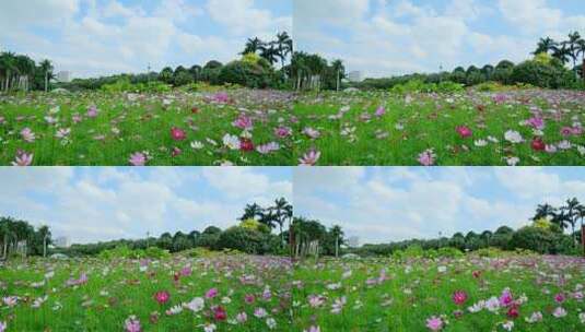 微风吹拂格桑花 波斯菊 花海高清在线视频素材下载