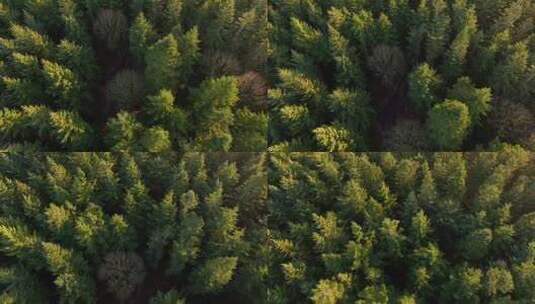 绿色雨林森林山林植物林地高清在线视频素材下载