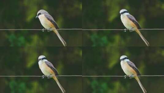 伯劳鸟 4k 超清 森林 鸟类高清在线视频素材下载