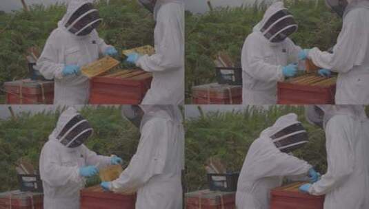 检查蜜蜂高清在线视频素材下载