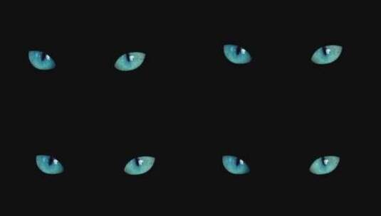 漆黑猫眼睛特写高清在线视频素材下载