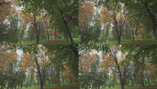 绿色和黄色树木高清在线视频素材下载