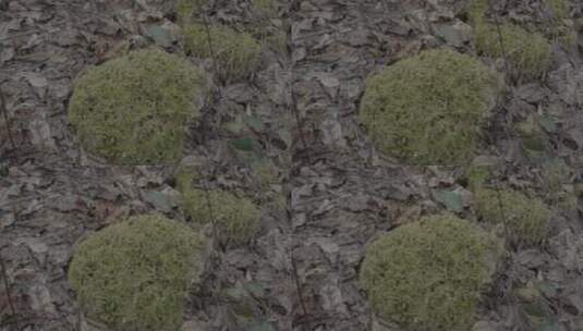 在树木石头上的青苔苔藓4Kslog3实拍素材高清在线视频素材下载