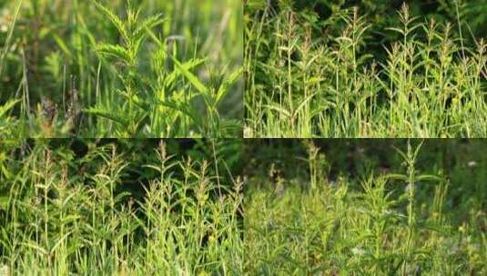 大兴安岭野生药用植物蜇麻子高清在线视频素材下载