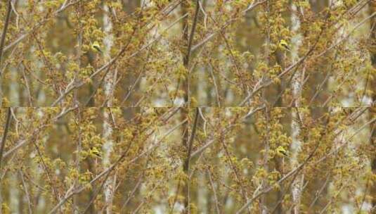 树枝上的一只美洲金翅雀高清在线视频素材下载