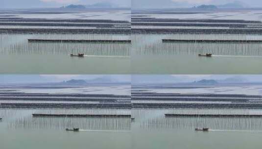 海洋养殖海带紫菜养殖航拍福建霞浦高清在线视频素材下载