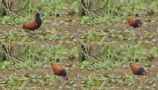 Wattled Jacana，一种涉禽，静止地站在泥潭中，清洁羽毛，梳理和姿势高清在线视频素材下载