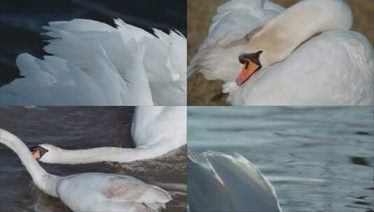 水面上唯美的白天鹅特写升格慢镜头高清在线视频素材下载