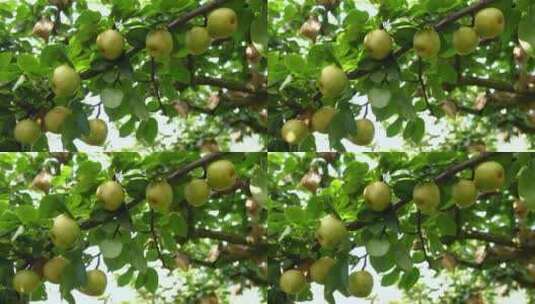 黄花梨挂在树枝上子园采摘成熟丰收乡村振兴高清在线视频素材下载