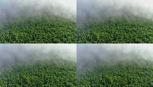航拍茂密绿色松林云雾缭绕高清在线视频素材下载