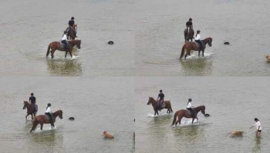 航拍威海金海路沙滩大海中的骑马人高清在线视频素材下载