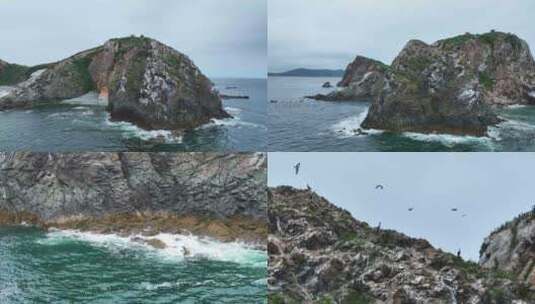 海岛 湿地鸟类高清在线视频素材下载