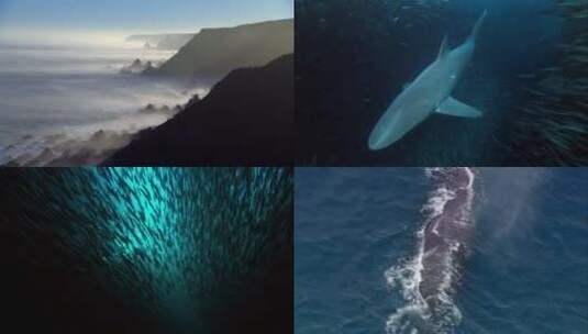 海湾海洋生物等高清在线视频素材下载