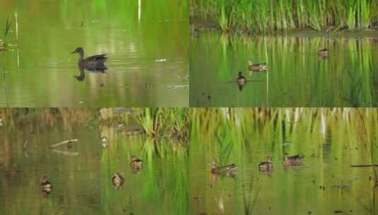 水中觅食的野鸭子高清在线视频素材下载