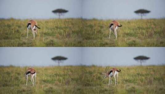 大草原上的野生羚羊高清在线视频素材下载