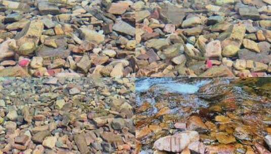 溪流中的小鱼石斑鱼高清在线视频素材下载