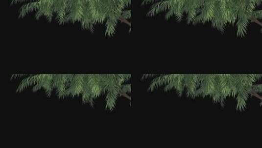 【原创】树挂角树枝树三维-带通道高清在线视频素材下载