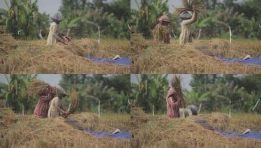 农民用原始的方式收割稻子粮食高清在线视频素材下载
