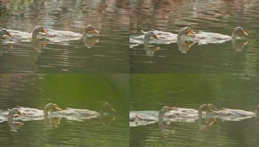 农村散养鸭子在池塘里游泳高清在线视频素材下载