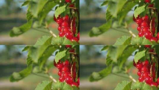 4k特写红色的水果高清高清在线视频素材下载