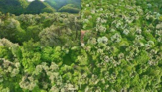 大美中国湖北神农架生态湿地梨花盛开种群高清在线视频素材下载