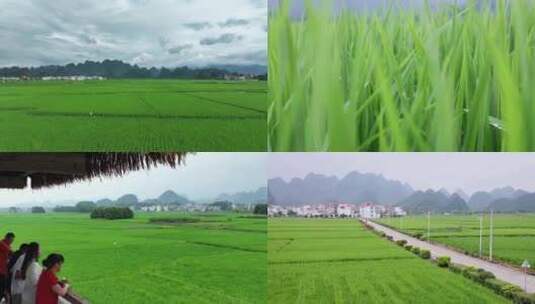 南方喀斯特水稻田园景观高清在线视频素材下载