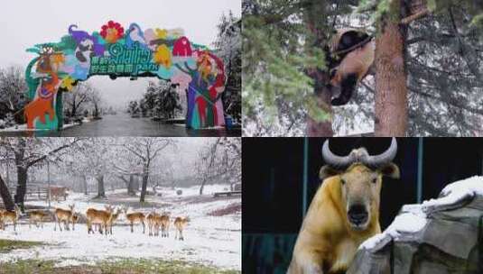 冬日动物园雪景高清在线视频素材下载